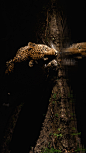 一只非洲豹出现在伦多洛兹私人野生动物保护区，南非 (© Sergey Gorshkov/Minden Pictures)<br/>在广袤的非洲大地上，栖息着各种凶猛的肉食动物，非洲豹便是其中一种。它们平时漫步在草原上、潜伏在草丛中，寻觅和等待着猎物的踪影。这种长着花斑的大型猫科动物有着完美的身姿和迅猛的行动速度，是这片大陆上最优雅的猎食者。