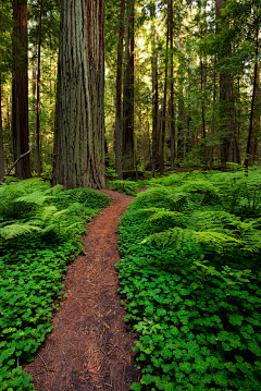 我们曾是潮水采集到forest