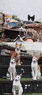 喜欢随意抓拍猫猫表情动作的摄影师Lee Junghoon，每天都在坚持拍摄。曾将作品整理出版，可谓是猫星人的专职写真官，这样的爱好非常有爱。 ​​​​