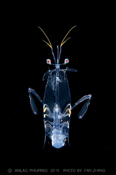 着枝采集到海洋生物