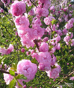 幻想鄉的影儿采集到花草庭院