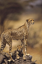 Africa | Cheetah mother with adolescents, Samburu National Reserve, Kenya