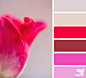 Design Seeds® | find your palette