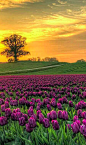 晨曦里的郁金香花苑 Vesterborg, 丹麦 Sunrise on Field of Tulips | Vesterborg, Denmark
