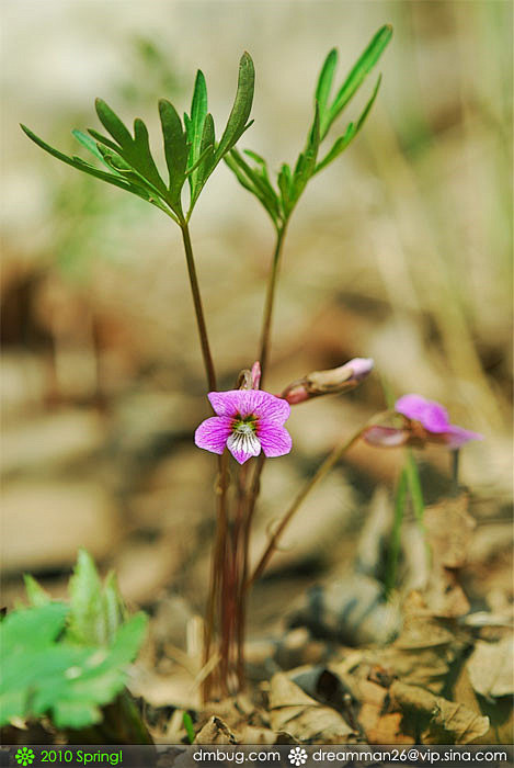 裂叶堇菜

植物控 - 人人小站