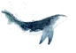 手绘 鲸鱼 PNG素材
