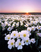 Prairie Primrose by AlexBurke