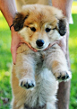 German Shepherd Golden Retriever mix | Cutest Paw