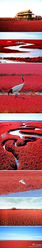 这鲜艳的一片红是离北京500多公里的辽宁盘锦，现在长得正好的世界奇观“红海滩”！