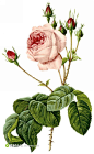 外国手绘玫瑰花插画