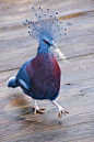 Victoria crowned pigeon rockin' that do.
#灵#
