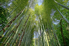 海蜇皮采集到风景