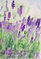 Lavender watercolor