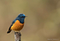 蓝额红尾鸲 Phoenicurus frontalis 雀形目 鹟科 红尾鸲属
Blue fronted redstart by Nagaraj Chindanur on 500px
