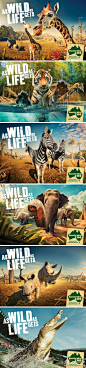 澳大利亚动物园宣传广告欣赏