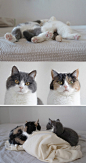 喵兄喵妹，来自日本的「guremike」兄妹猫