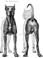 动物骨骼肌肉解剖图：狗，狮，马 1280PX[30P] (5).jpg