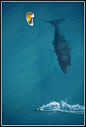 If you didn't realize how large whales were already.!:)