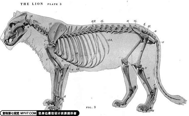 猫科动物骨骼解剖结构--第七视觉--Vi...