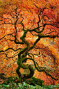 Laceleaf Maple tree by Greg Vaughn #风景#