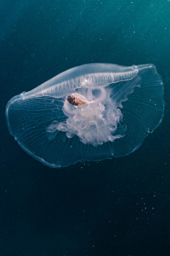 snow米采集到海洋生物