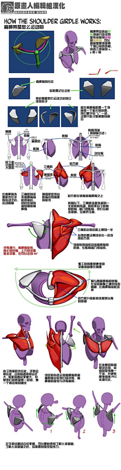 蒹葭、苍苍采集到手臂、肩