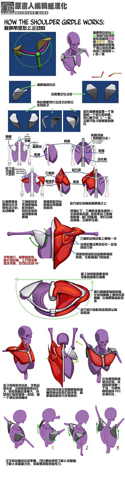 #汉化教程# 【肩胛带运动方式】【人体肌...