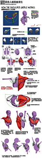 #汉化教程# 【肩胛带运动方式】【人体肌肉】脖子与肩部连接处的肌肉揭破运动~（via：Nemo Filipovic ）