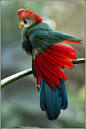 Red-crested Turaco ~ Photo by Earl Reinink