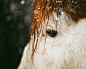 马 || 摄影师：Nina Lindfors ​​​​