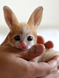 世界最珍惜物种Fennec Hare（狐兔）。