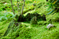 Moss on forest floor : Forest floor covered with moss, natural green background