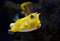 海底,水下,黄色的斑点鱼,可爱的嘴
