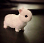 So cute, give the adorable baby bunny, PLEASE!: 
