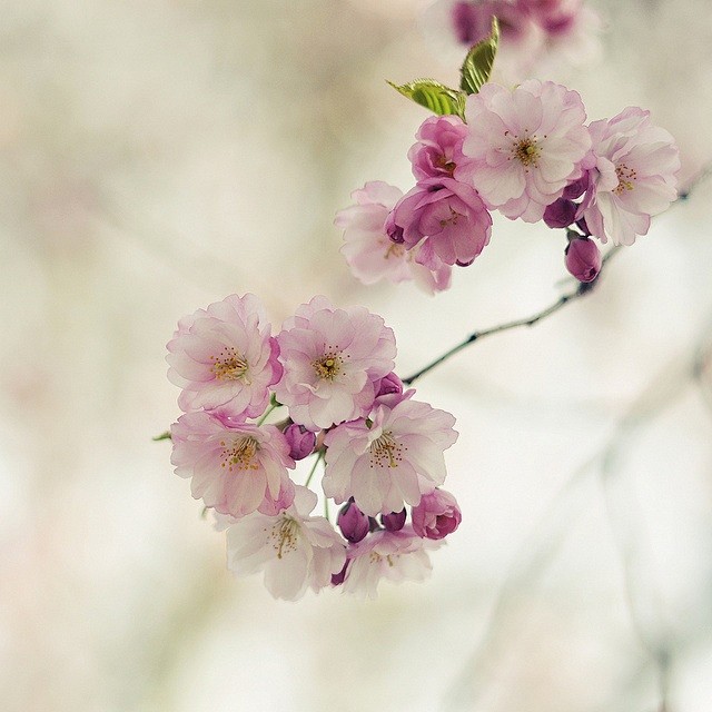 fleurs de cerisier#春...