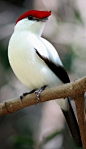 Araripe Manakin, critically endangered, one of the rarest birds in Brazil