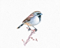 George Birdman鸟&猫①