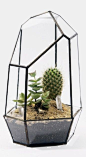 terrariums are the coolest: 