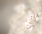 Photograph White Flower by Josep Sumalla i Jordana on 500px