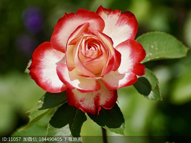 Rose, Blossom, Bloom...