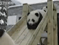 熊猫玩滑梯，超可爱！