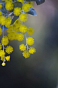 wattle...: 