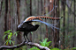 华丽琴鸟Menura novaehollandiae雀形目琴鸟科琴鸟属
The Superb Lyrebird' by Donovan wilson on 500px