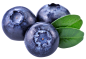 png 果蔬元素 蔬菜 水果 食材 蓝莓
@冒险家的旅程か★