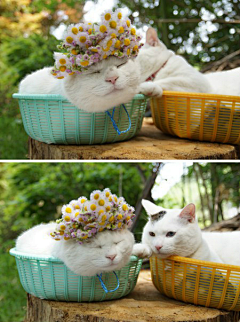 花之物语flowerwuyu采集到猫叔