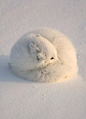 Artic Fox