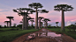 Baobab Tree, Earth, Nature, Tree, Trees wallpaper preview