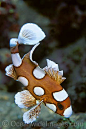 Many-spotted Sweetlips juvenile