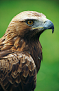 Golden eagle Yala Sri Lanka (by Sri Lanka ‘One Island.Many Worlds’)