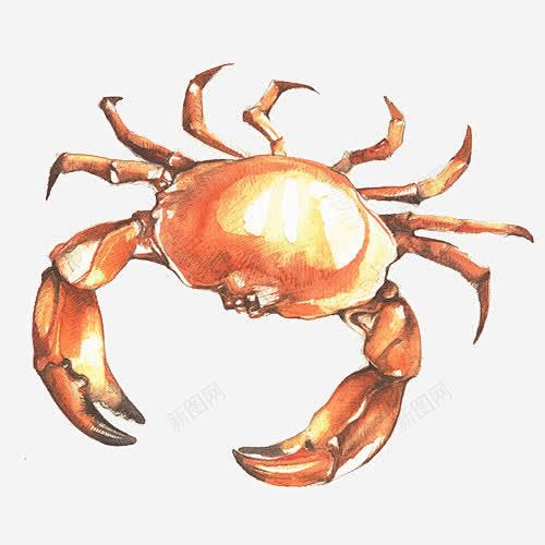 螃蟹手绘插画 平面电商 创意素材
